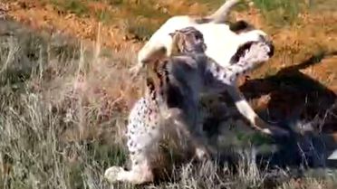 Vaşak ve Köpek Arasında Kavga!