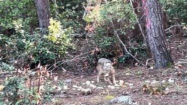 Sinop'ta Çakalın Ekmeği Kapma Anları