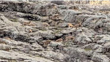 Hakkari'de Dağ Keçileri Görüntülendi