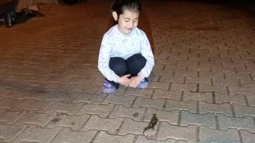 Nesli Tehdit Altında Türk Semenderi Adana'da Görüldü