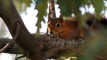 Dumanlı Tabiat Parkı'nda Sevimli Sincap