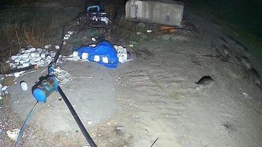 Domuz Sürüsü Konya'da Yerleşim Alanına Girdi