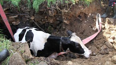 Su Kuyusuna Düşen Gebe İnek Kurtarıldı
