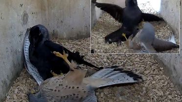 National Geographic belgesellerini aratmayan sahne: Kargaların intikamı