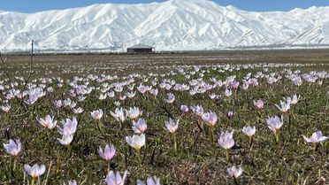 Yüksekova'da Kardelenler Çiçek Açtı