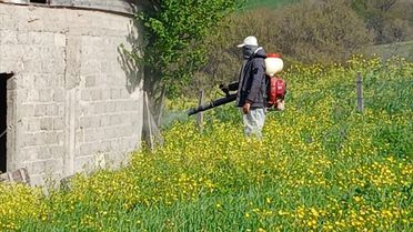 Samsun'da Kahverengi Kokarca ile Mücadele