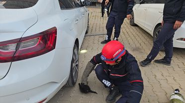 Adana'da otomobilin motor kısmına giren kedi çıkarıldı