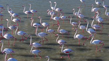 Köylülerden Flamingolara Yaşam Alanı