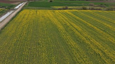 Suluova'da Kanola Çiçekleri Açtı