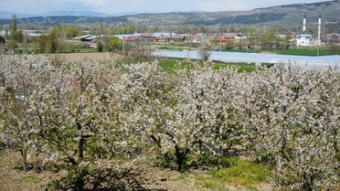 Amasya'da Kiraz Bahçeleri Beyaza Büründü