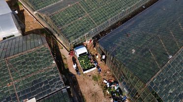 Antalya'da İlk Karpuz Hasadı Başladı