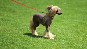 Antalya'da Uluslararası Köpek Irkları Yarışması