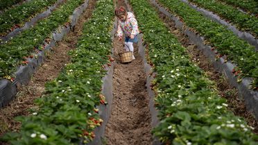 Emiralem Çileği Verimli Bir Yıl Geçiriyor