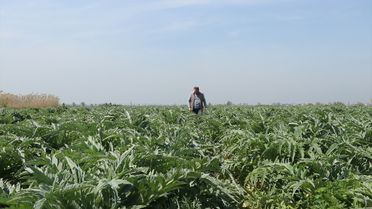 Bursalı Memur Enginar Üretiminde Başarı Yakaladı