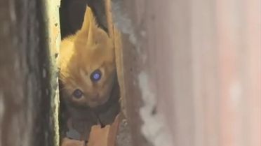Sındırgı'da İtfaiye, Sıkışan Kedi Yavrusunu Kurtardı