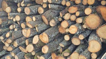 Bilecik'te Kaçak Odun Taşınırken Yakalandı