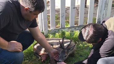 Yaralı Karaca Tedavi Altında