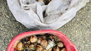 Yeniçağa'da İzinsiz Salyangoz Toplayan Kişiye Ceza