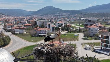 Bucak'ta Leylekler 30 Yıldır Aynı Yuvada