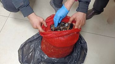 Halk sağlığını hiçe saydılar: 10 ton kaçak midye ele geçirildi