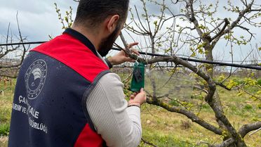 Çanakkale'de Kahverengi Kokarca Takibi Başladı