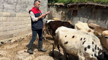 Cizre'de Küpeleme ve Aşılama Çalışmaları