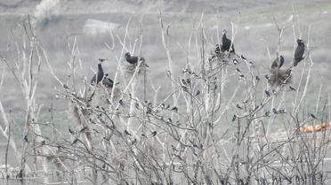 Koyunbaba Göleti'nde Kuş Hareketliliği
