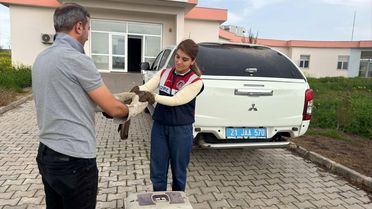 Yaralı Şahin Tedavi Altına Alındı