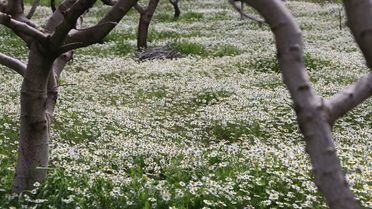 Batman’da Kır Çiçekleri Doğaya Renk Katıyor