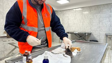 Düzce'de İki Kedi Yavrusuna İtfaiye Kurtuluşu