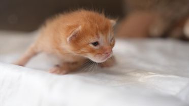 Kedi Yavruları İtfaiye Ekiplerince Kurtarıldı