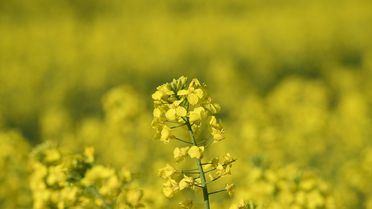 Kuraklıkta Kanola Alternatifi Artıyor