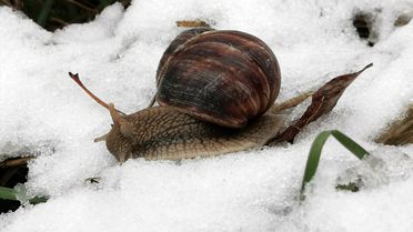 Üzümlü'de Kar Yağışı Etkili Oldu