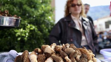 Fethiye'de Mantar Festivali Coşkusu