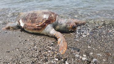 Fethiye'de Ölü Caretta Caretta Bulundu
