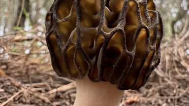 Fethiye Kuziogöbeği Mantarına Coğrafi İşaret