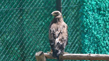 Hatay'da Göçmen Kuşlara Rehabilitasyon