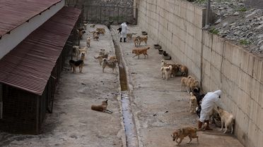 Hakkari'de Sokak Hayvanları Koruma Merkezi