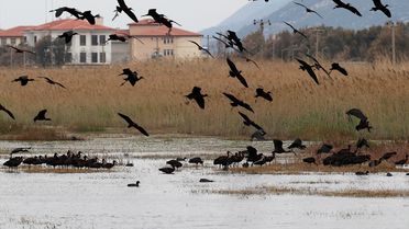 Milleyha Sulak Alanı: Göçmen Kuşların Uğrak Noktası