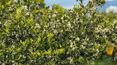 Dörtyol'da Narenciye Ağaçları Çiçek Açı