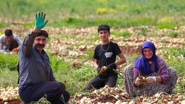 Reyhanlı'da Turfanda Soğan Hasadı Başladı