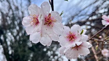 Hizan'da Badem Ağaçları Çiçek Açtı