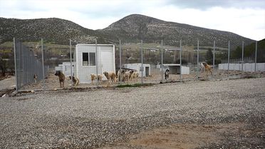 Isparta'da Sahipsiz Hayvanlara Modern Merkez