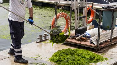İzmir'de Deniz Marulu Sorunu