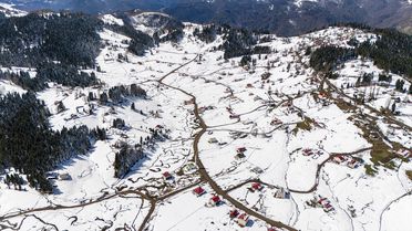 Mavi Yıldız Çiçekleri Kar Altında Kaldı