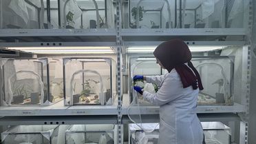 1,65 Milyon Samuray Arısı Doğaya Salınacak