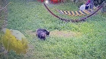 Köyde Yavru Bozayılar Güvenlik Kamerasında!