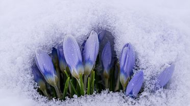 Kars'ta Kar Çiçekleri Kar Altında Kaldı
