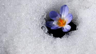 Baharın Müjdecisi Kardelenler Sarıkamış'ta Açmaya Başladı