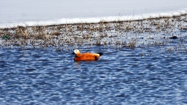 Kars'ta Yaban Kuşları Baharı Karşıladı
